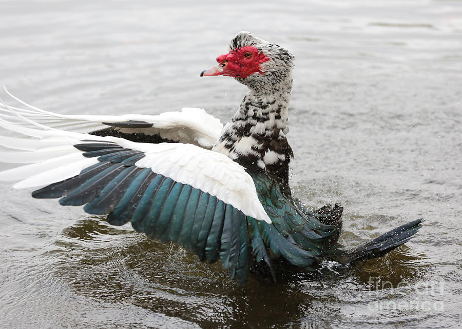 Flapping Muscovy Duck Photograph by Carol Groenen