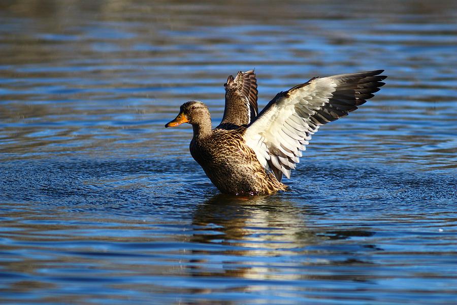 Flapping wings Photograph by Lynn Hopwood