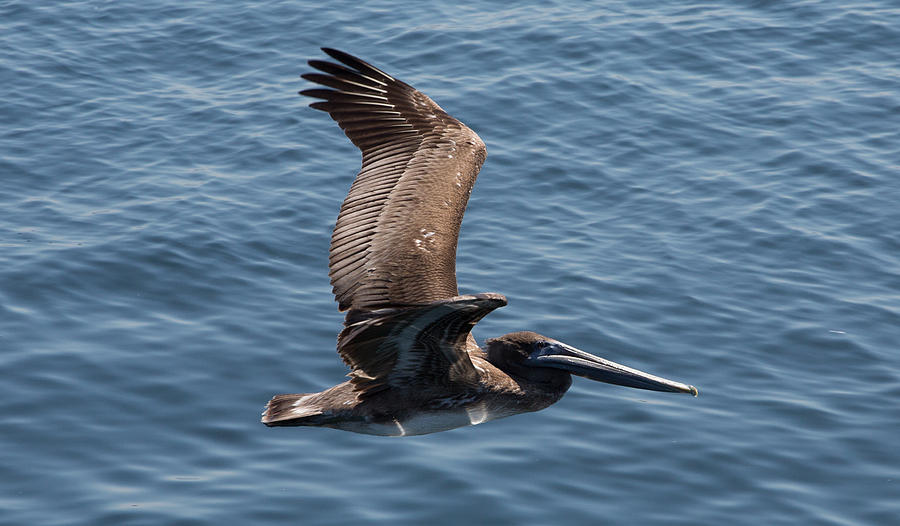 Pelican Photograph - Flaps 1 by John Daly