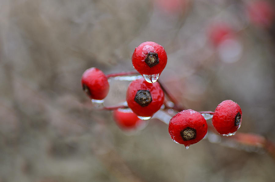 Rosehips Photograph - Flash Freeze by Sue Capuano