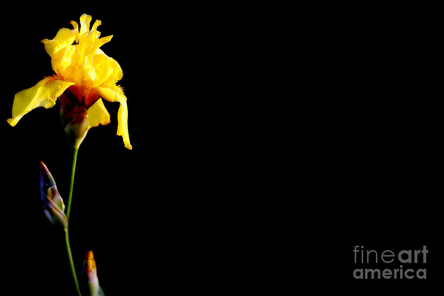 Flash of Yellow Photograph by Lincoln Rogers