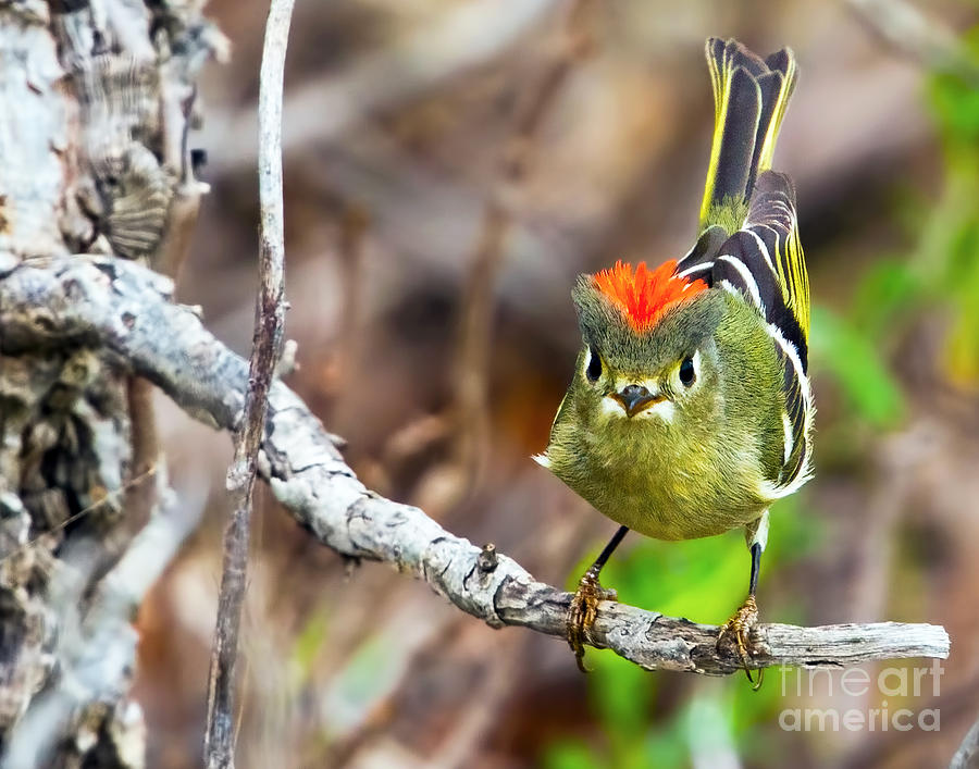 Bird Photograph - Flashing It by Gary Holmes