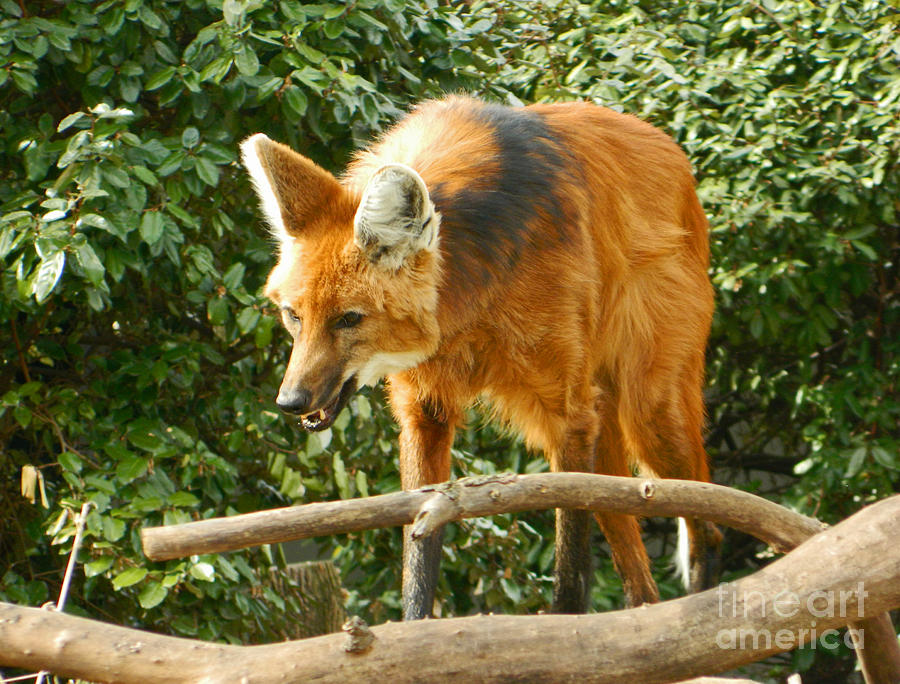 Flashing My Fangs - Maned Wolf Photograph by Emmy Vickers