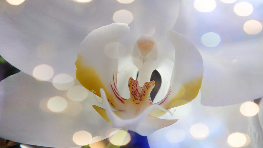 The Flashing Orchid Photograph by Xueyin Chen