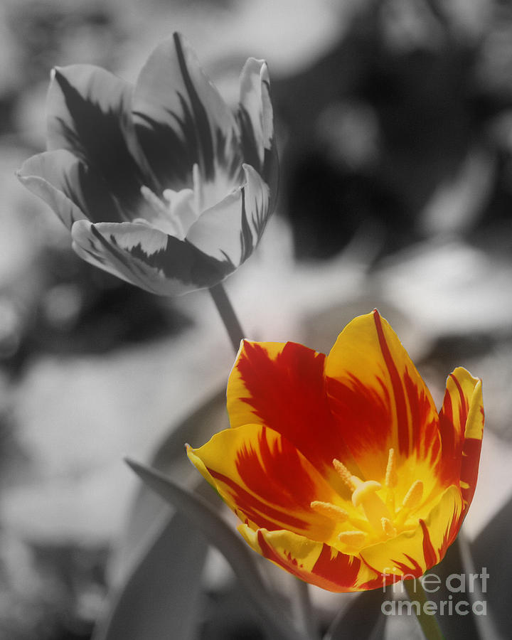 Flashy Tulips Photograph by Smilin Eyes Treasures