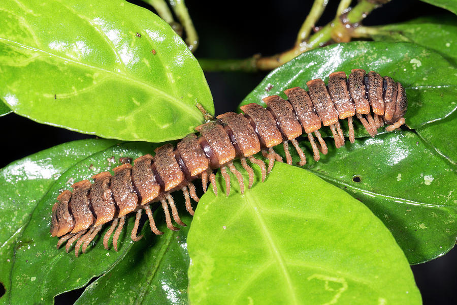 Flat-backed Millipede Photograph by Dr Morley Read