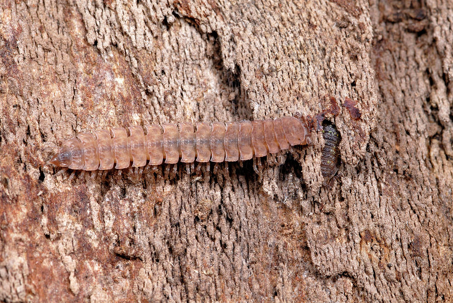 Nature Photograph - Flat-backed Millipede by Nigel Downer