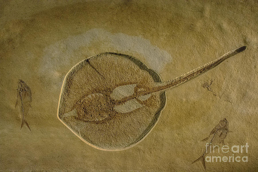 Flat Fish Fossil Photograph