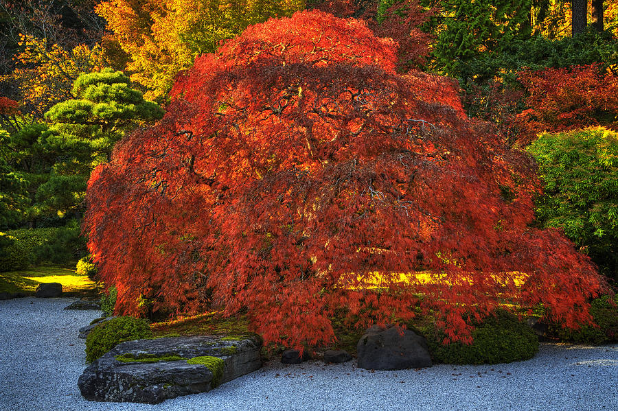 Flat Garden Maple Photograph by Mark Kiver