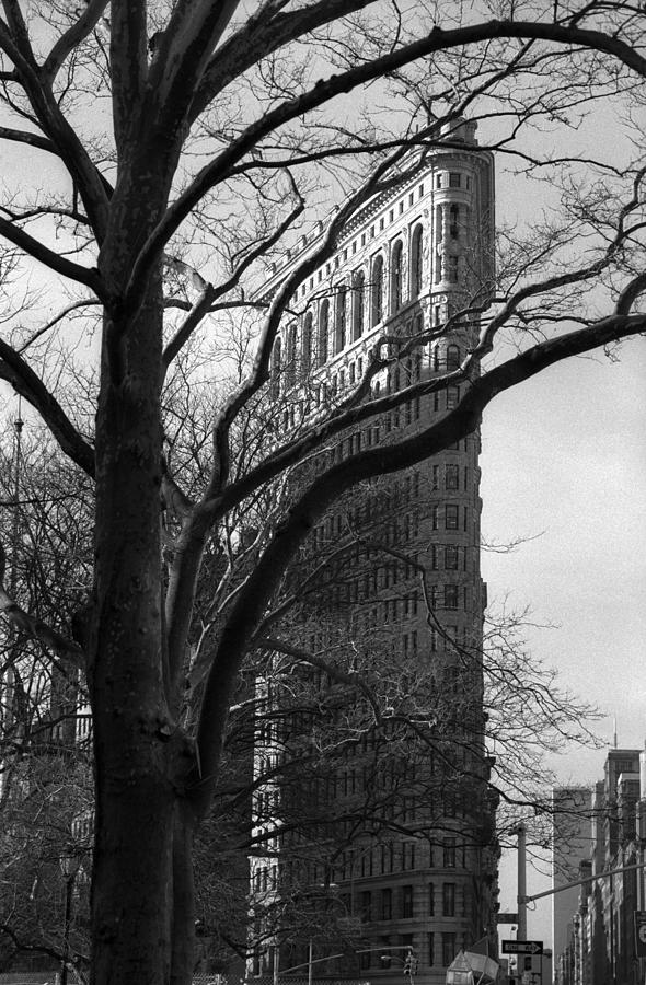 New York Photography - Flatiron With Tree Photograph