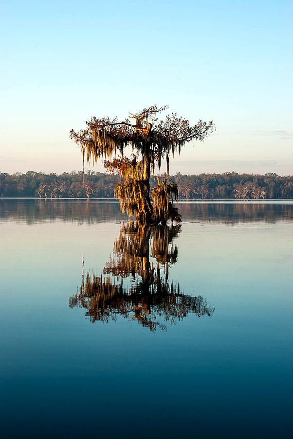 Nature Photograph - Flat Top Cypress by Larry Primeaux