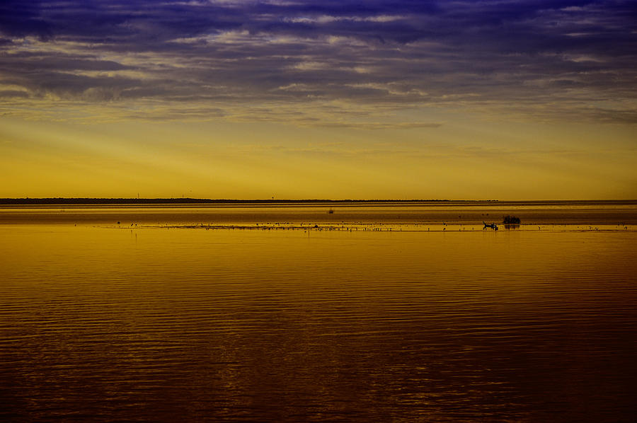 Flat Water and Birds Colored Digital Art by Michael Thomas
