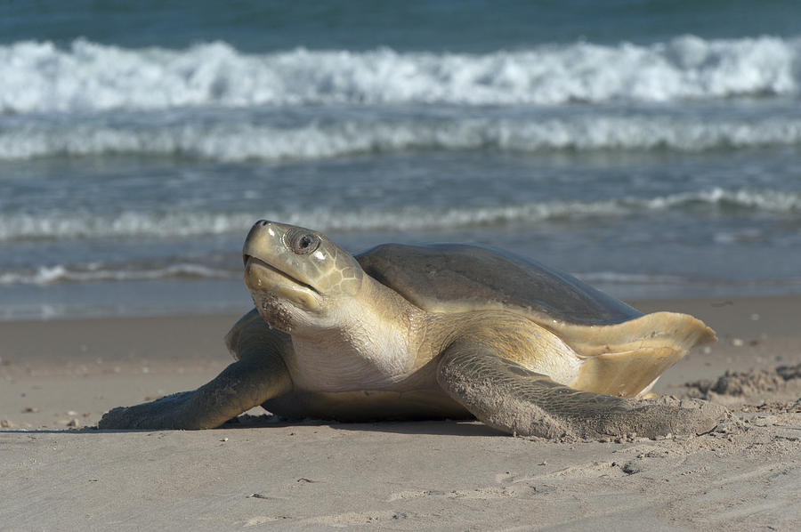 Flatback Turtle Coming Ashore To Nest Photograph by D. Parer & E. Parer-Cook