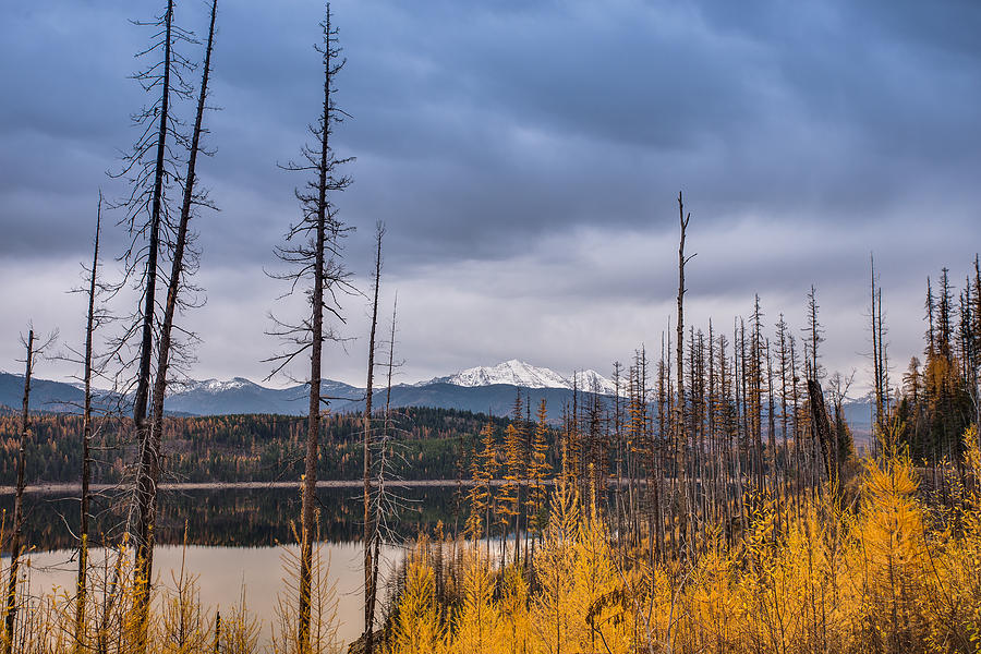 Flathead National Forest Photograph by Adam Mateo Fierro