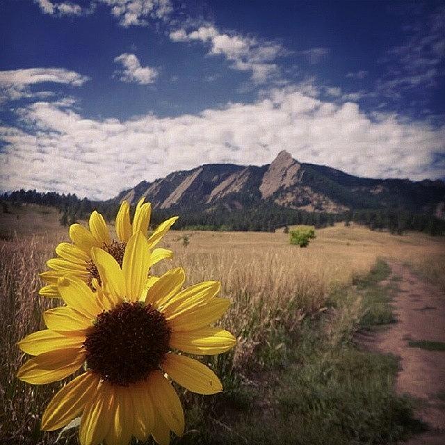 Sunflower Photograph - #flatirons #boulder #colorado by Ryan Beckenhauer