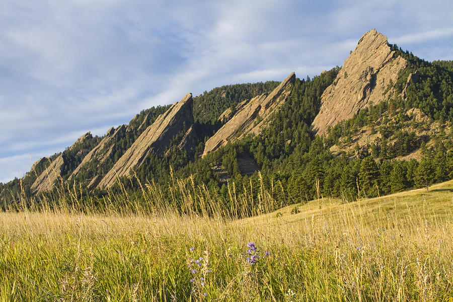 Flatirons With A Purple Wildflower Photograph