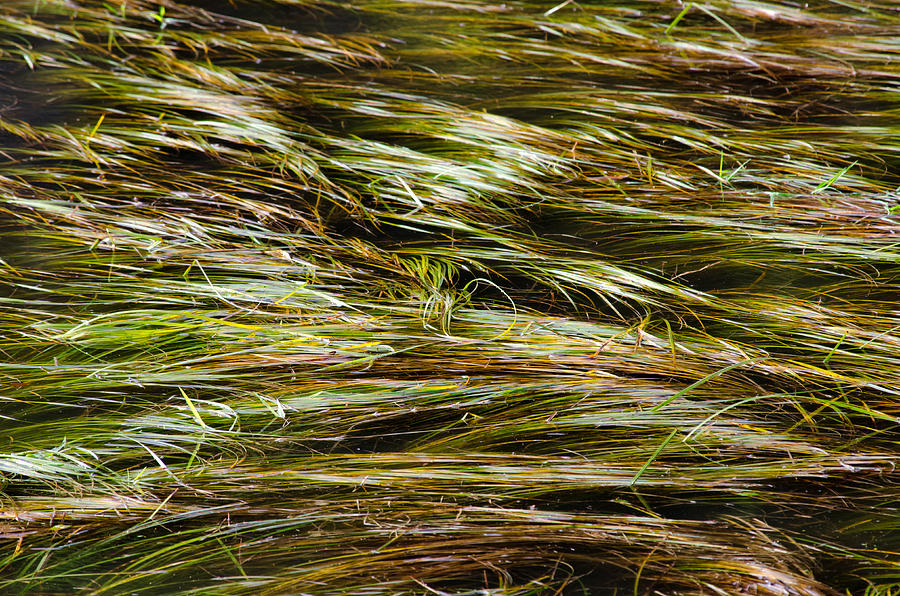 Sea Grass Flattened By The Storm Photograph by Roxy Hurtubise