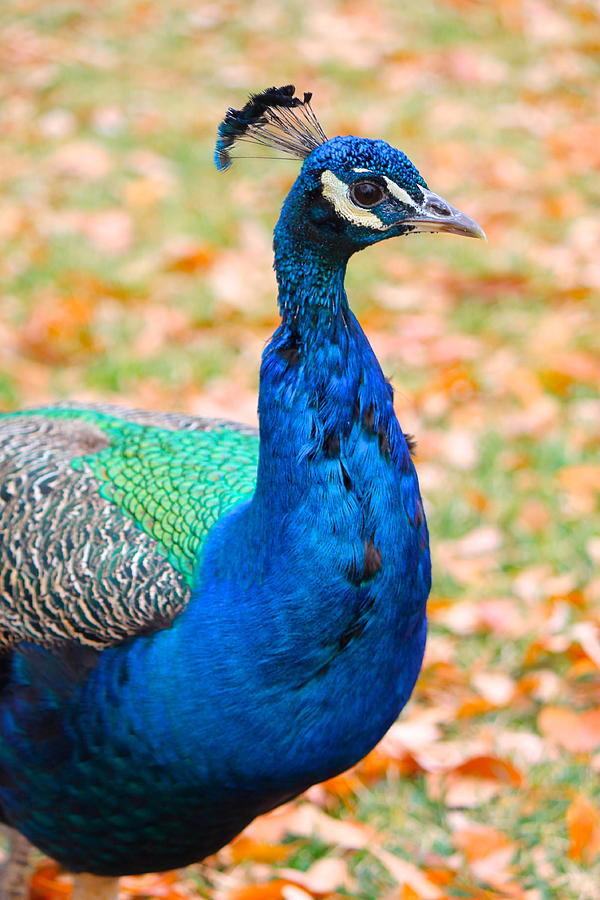 Peacock Photograph - Flaunt by Alexander Martinez