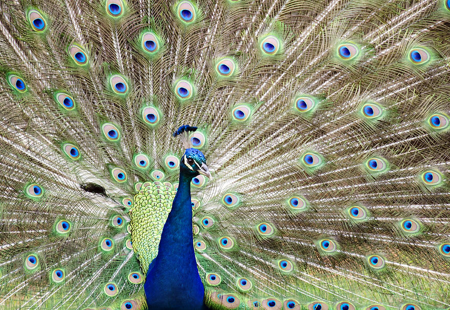 Peacock Photograph - Flaunting by Ricky Barnard