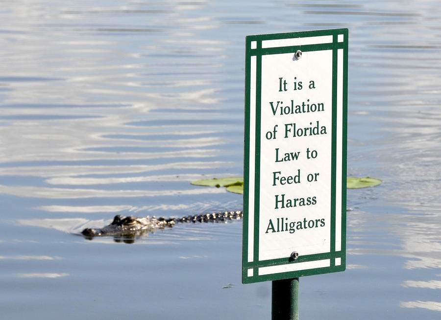 Alligator warning sign Photograph by David Lee Thompson