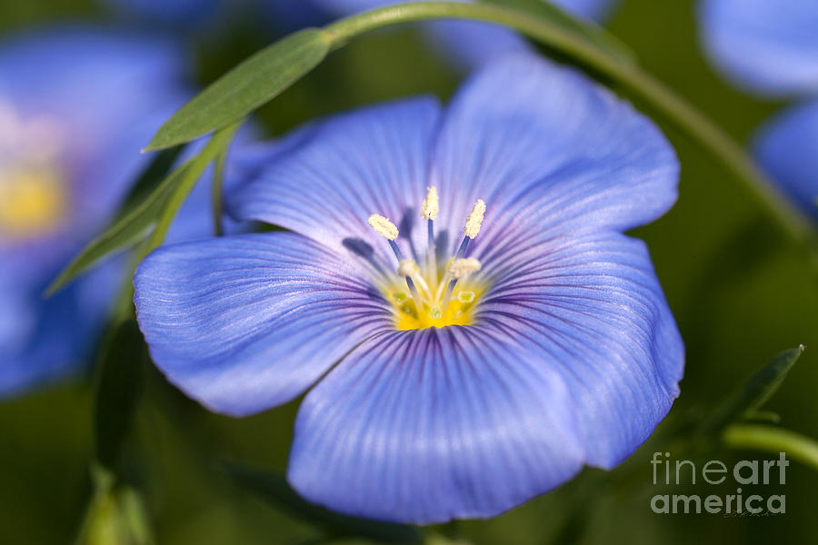 Flowers Still Life Photograph - Flax Flower by Iris Richardson