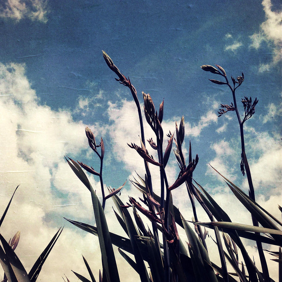 Flax Photograph