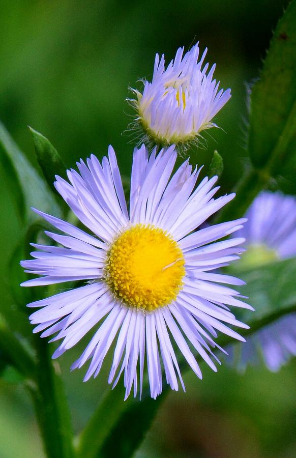 Daisy Photograph - Flea size daisy by Brett Erwood