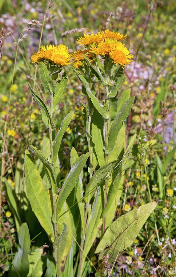 Fleabane (inula Oculus-solis) In Flower Photograph by Science Photo Library Fleabane (inula Oculus-solis) In Flower Photograph by Science Photo Library