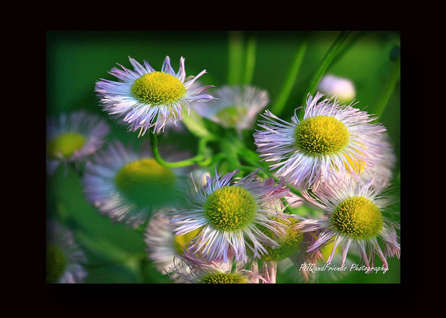 Fleabane Photograph by PJQandFriends Photography