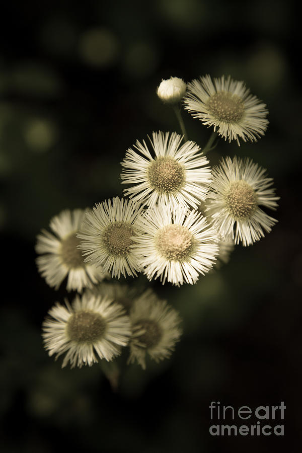 Fleabane Wildflowers Photograph by Chris Scroggins