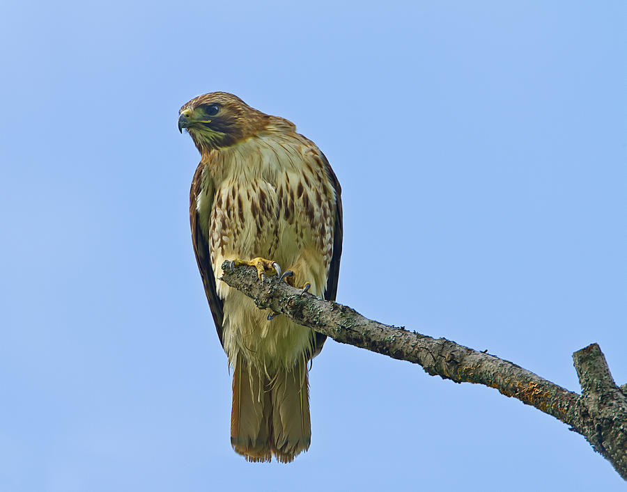 Wildlife Photograph - Fledged Red Tailed Hawk by John Vose