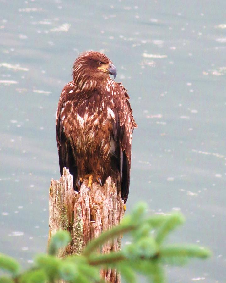 Fledging Eagle Photograph by Vijay Sharon Govender