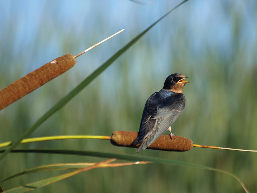 Fledgling Barn Swallow Photograph by James Peterson