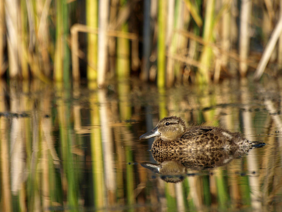Fledgling Blue-winged Teal Photograph by James Peterson