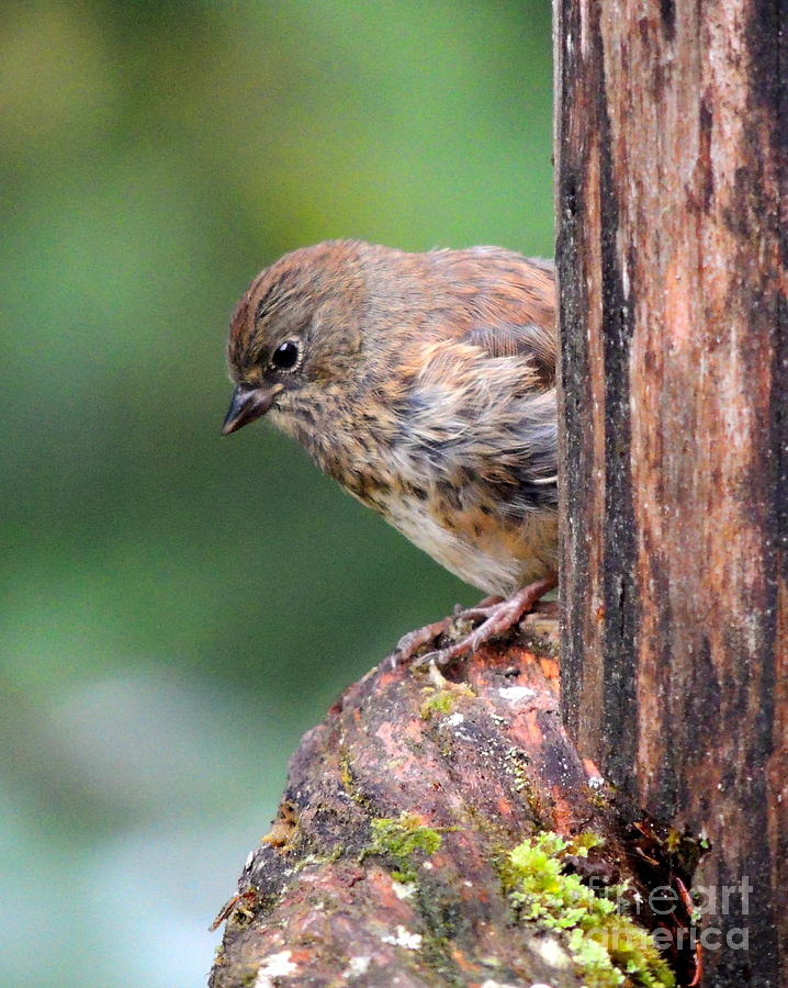 Fledgling Dark Eyed Junco awaits Moms Home Cookin Photograph by Dan ...