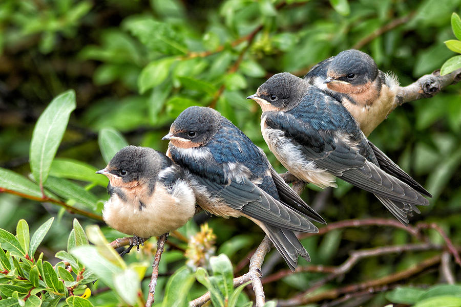 Fledgling Tree Swallows Photograph by Kathleen Bishop