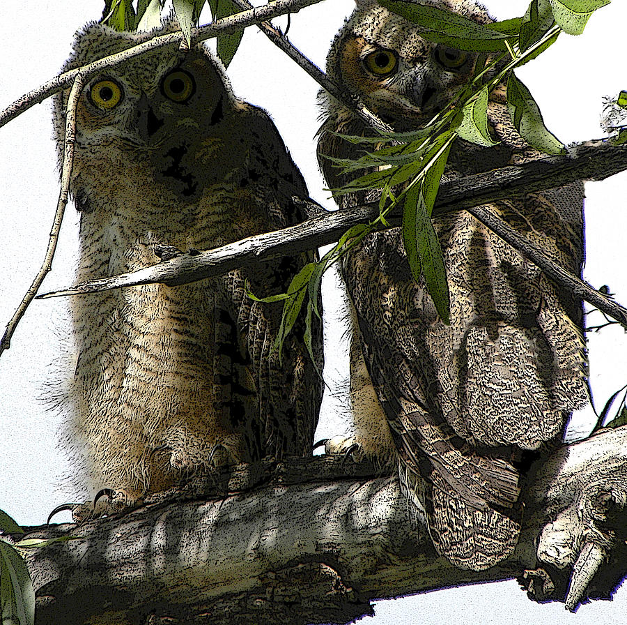 Owl Photograph - Fledglings by John Goyer