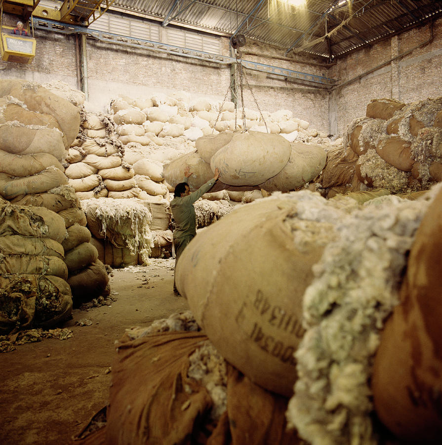 Fleece Storage At A Tannery Photograph by Steve Percival/science Photo Library