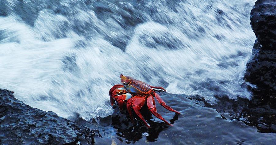 Nature Photograph - Fleeing Crab by Sarah Pemberton