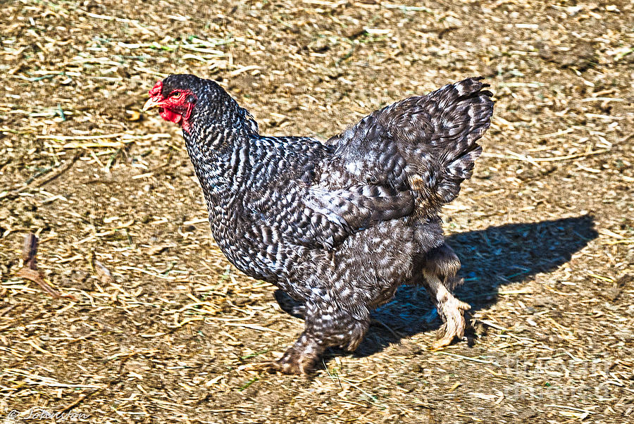 Chicken Photograph - Fleeing from the Colonel ? by Bob and Nadine Johnston