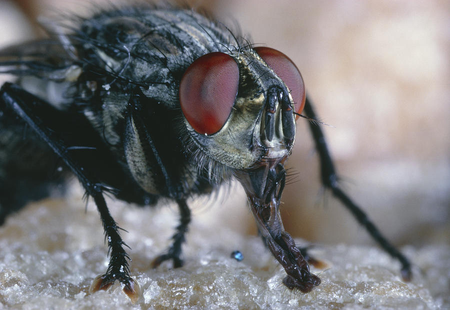 Flesh Fly Feeding Photograph by Perennou Nuridsany