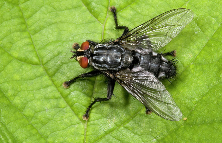 Summer Photograph - Flesh Fly by Nigel Downer