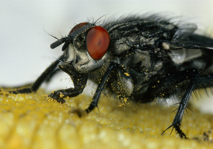 Flesh Fly Pollinates A Daisy Photograph by Perennou Nuridsany