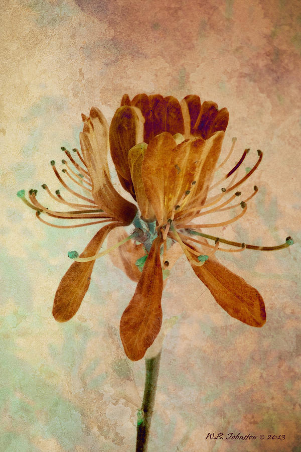 Flower Photograph - Fleur de Danse by WB Johnston