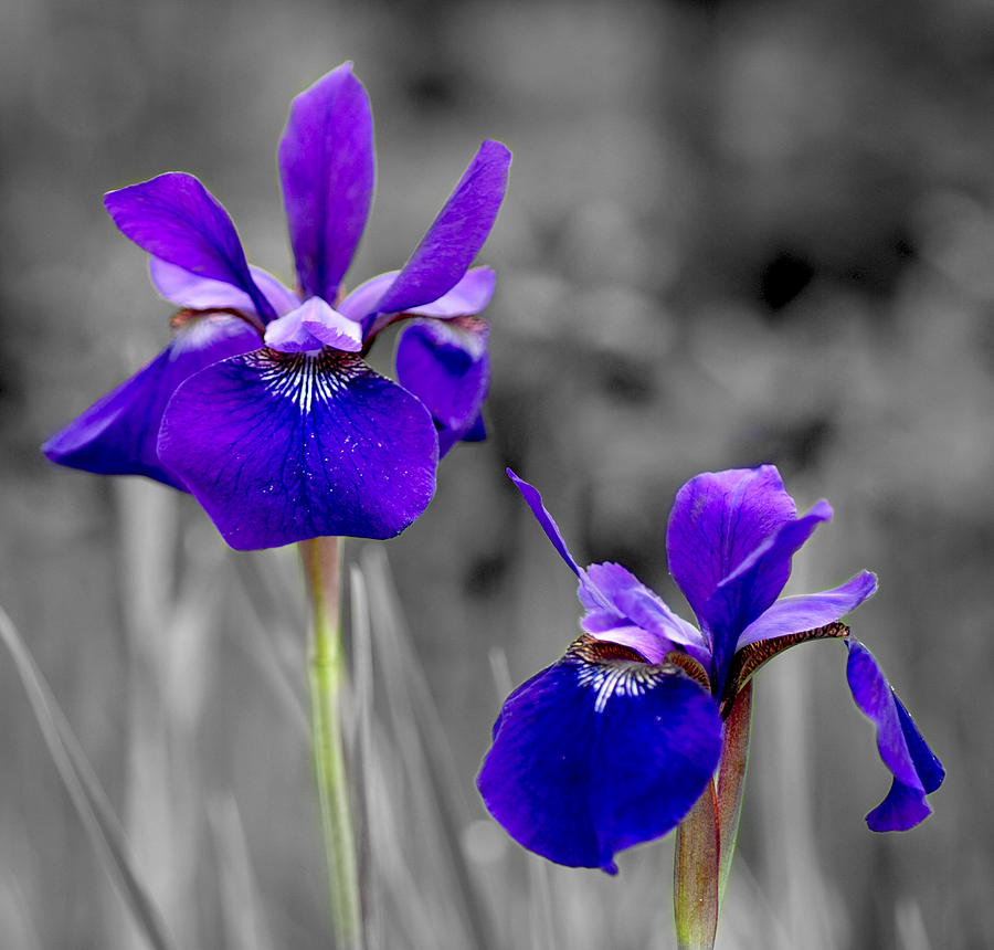 Iris Photograph - Fleur de lis by Angela Ford