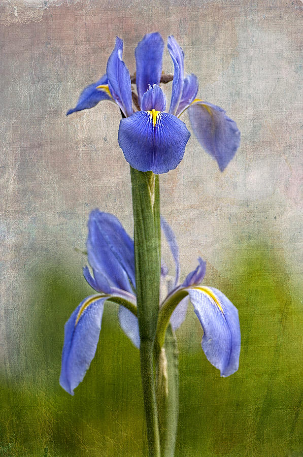 Iris Photograph - Fleur De Lis by Bonnie Barry
