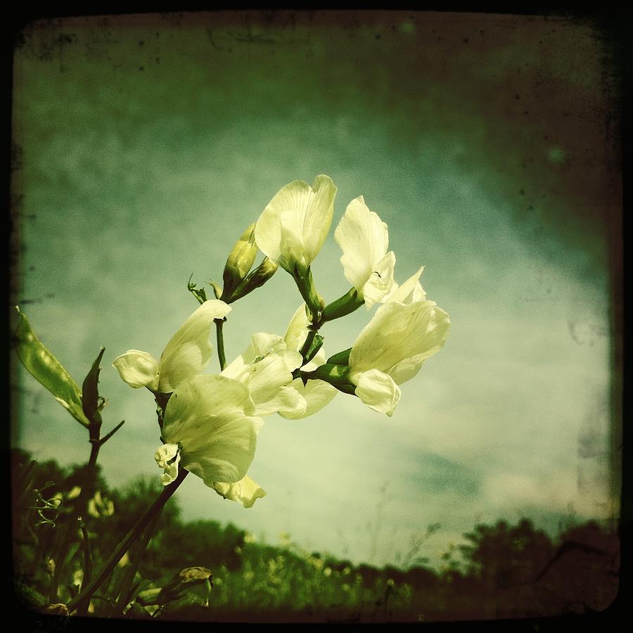 Nature Photograph - Fleur by Sarah Coppola