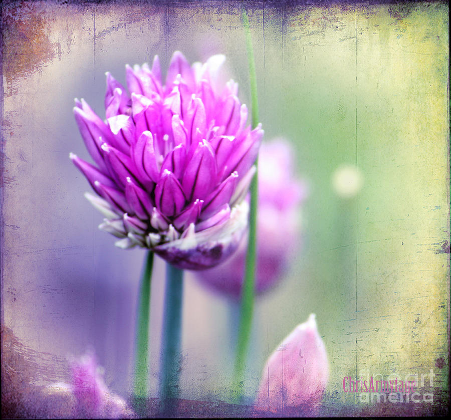 Fleurs de oboulette Photograph by Chris Armytage