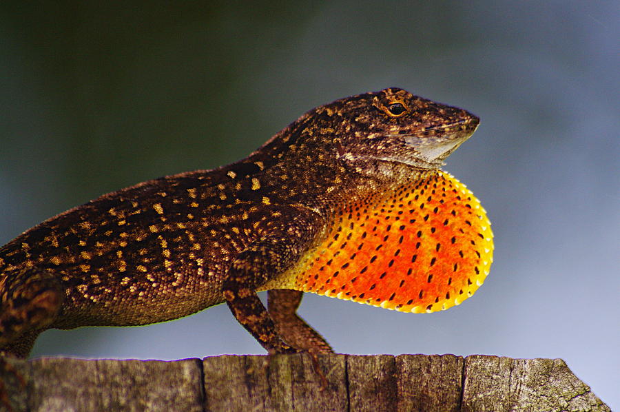 Flexing Lizard Photograph by Jen T | Fine Art America