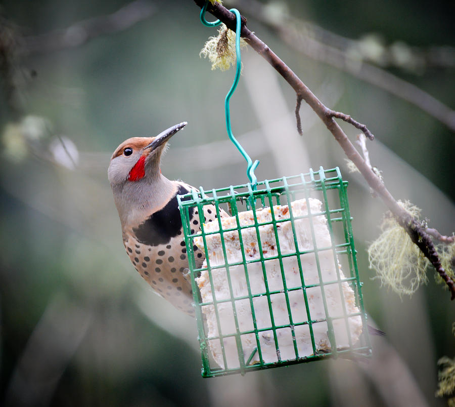 Flicker at the Feeder Photograph by Ronda Broatch